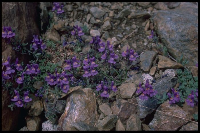 alpine toadflax