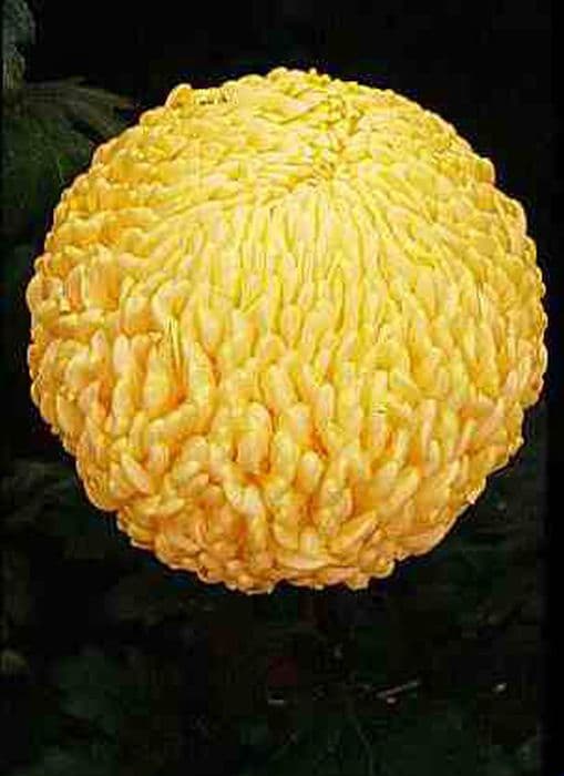 chrysanthemum 'Yellow John Hughes'