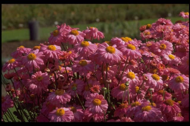 Chrysanthemum 'Talbot Bouquet'