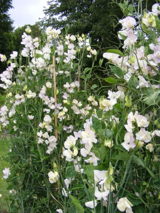 Sweet pea 'High Scent'
