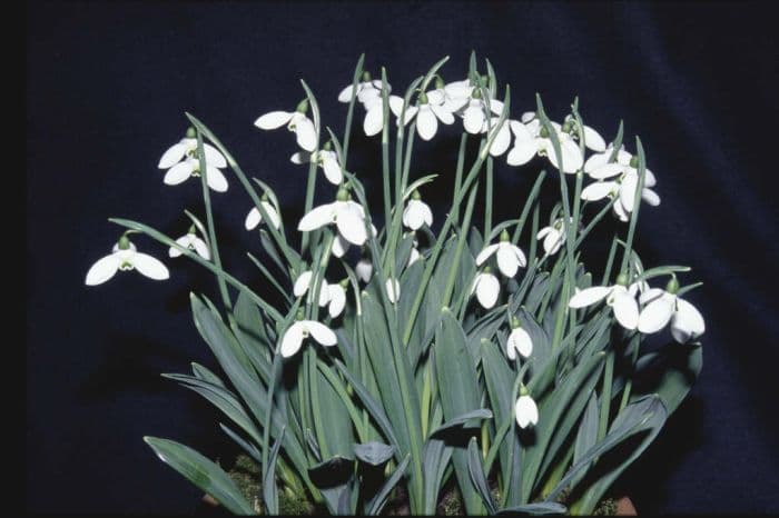 snowdrop 'Florence Baker'