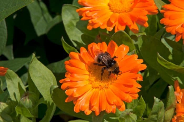 marigold 'Daisy May'