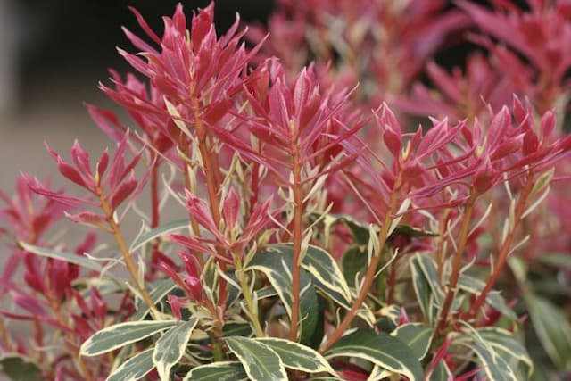 Pieris 'Carnaval'