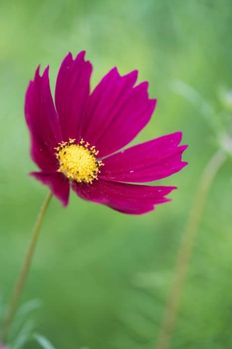 cosmea 'Dazzler'