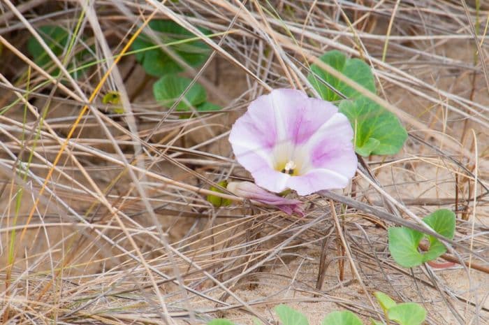 sea bindweed