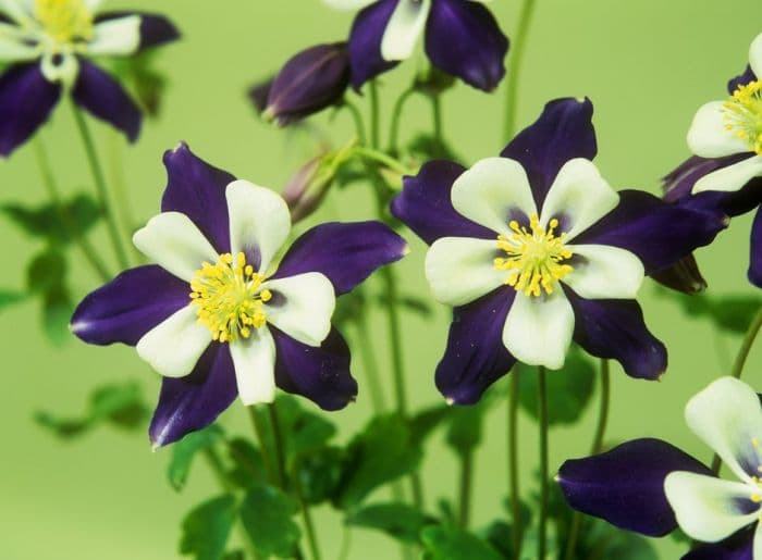 columbine 'Colorado'