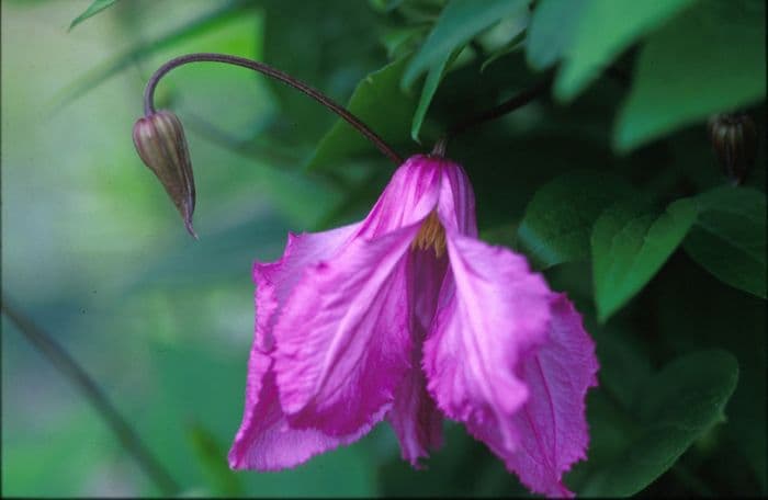 clematis 'Alionushka'