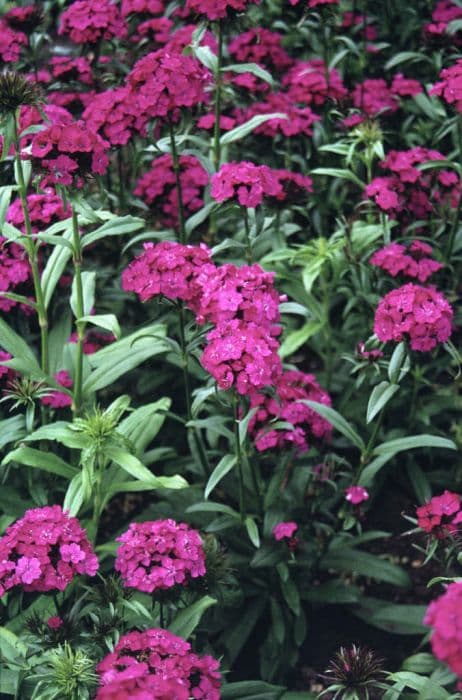 sweet william 'Noverna Purple'