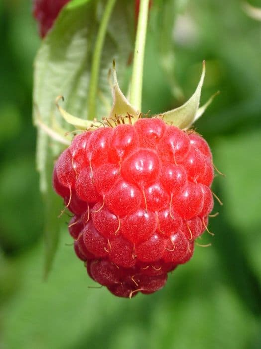 raspberry 'Joan J'