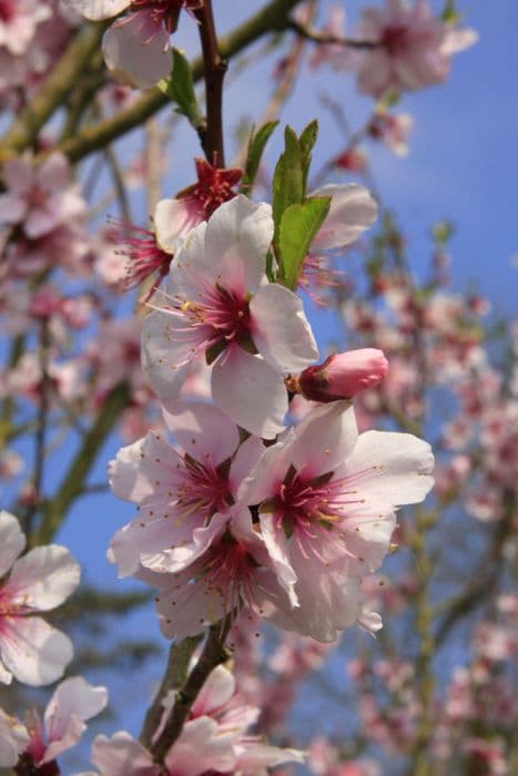 hybrid almond 'Ingrid'