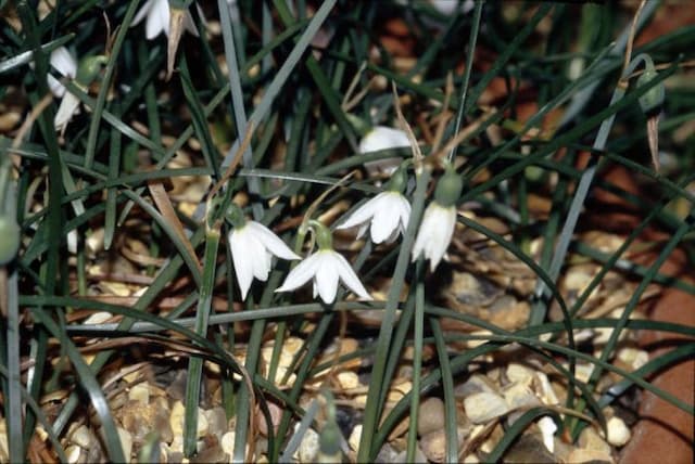 French snowflake