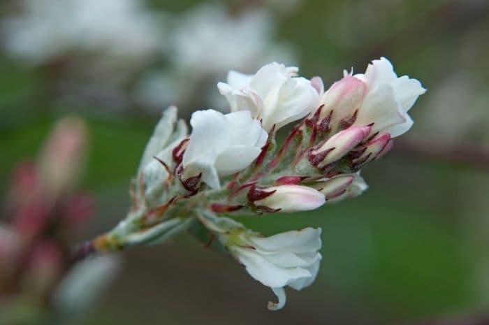 snowy mespilus 'Edelweiss'