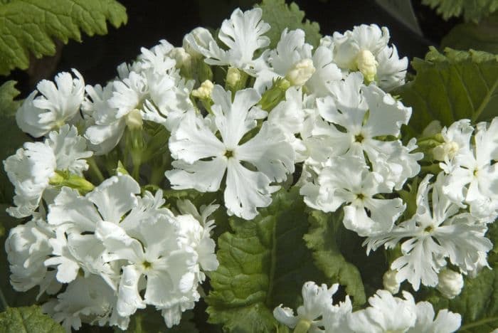 milky-flowered Siebold primrose