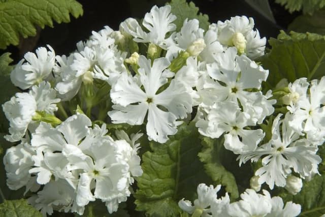 Milky-flowered Siebold primrose