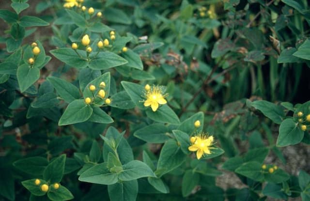 St John's wort 'Elstead'