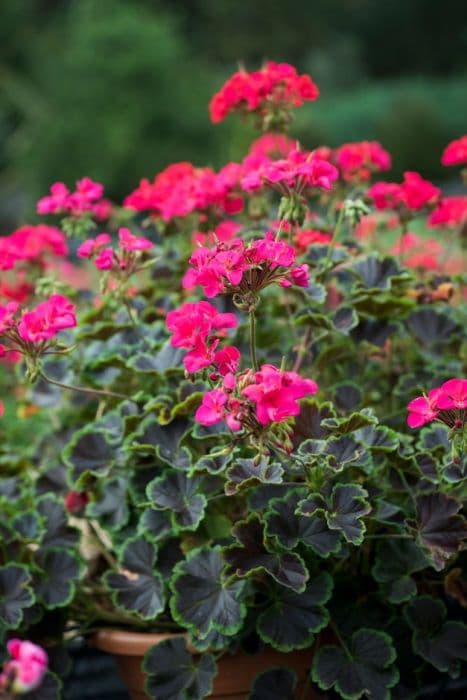 pelargonium 'Black Velvet Violet 393'