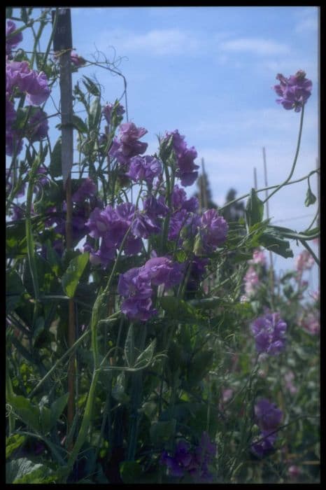 sweet pea 'Bishop Rock'