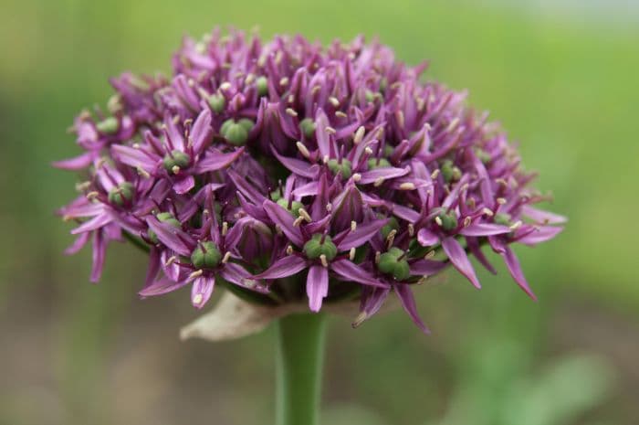 allium 'Mercurius'