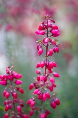 Bell heather 'Providence'