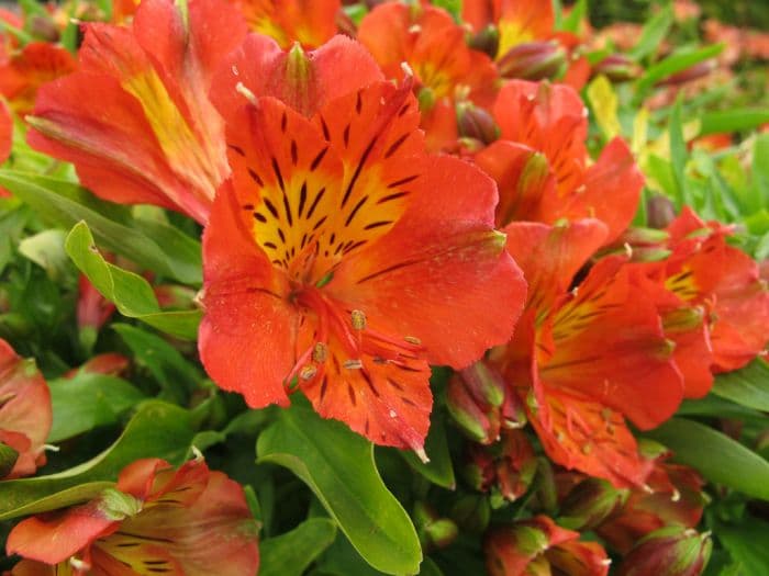 Peruvian lily [Princess Isabella]