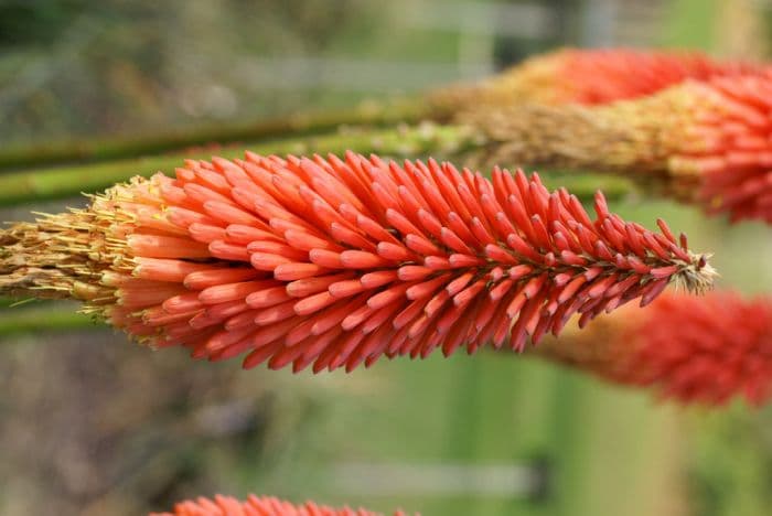 long slender-stoloned red-hot poker