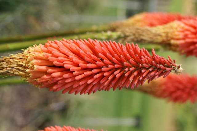 Long slender-stoloned red-hot poker