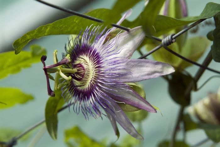 passion flower 'Justine Lyons'