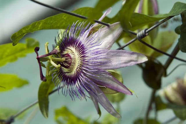 Passion flower 'Justine Lyons'