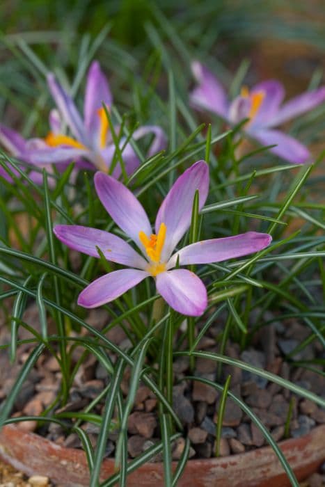 early crocus 'Roseus'