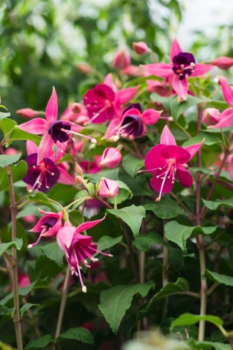 fuchsia 'Rivendell'