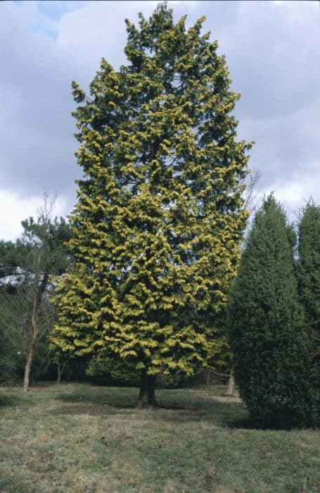 Hinoki cypress 'Crippsii'