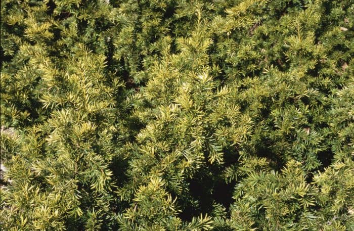 common yew 'Repens Aurea'