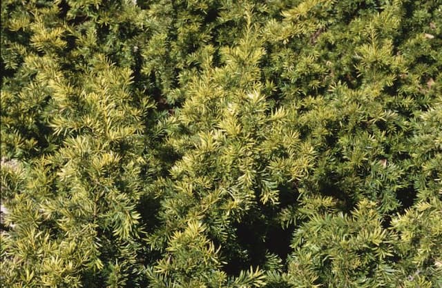 Common yew 'Repens Aurea'