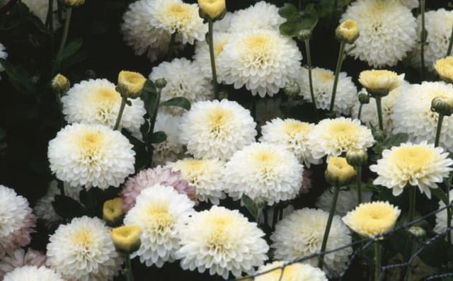 Chrysanthemum 'Cameo'