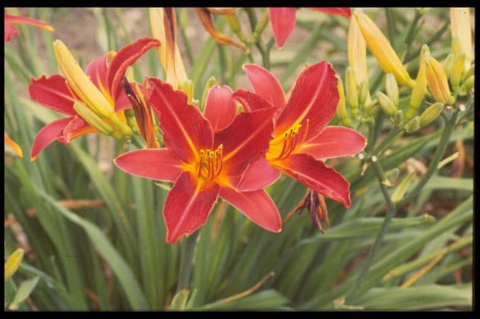 daylily 'Red Precious'