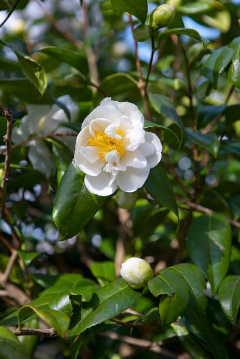 Camellia 'Silver Anniversary'
