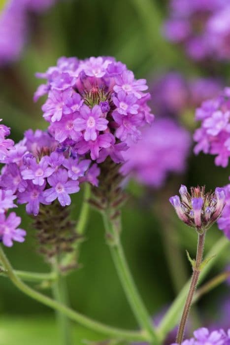 slender vervain