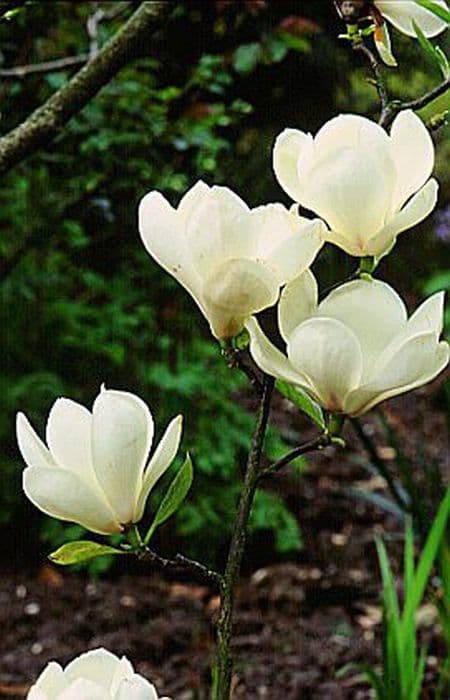 Saucer magnolia 'Lennei Alba'