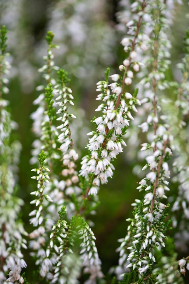 heather 'Kirby White'