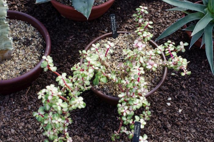 elephant bush 'Variegata'