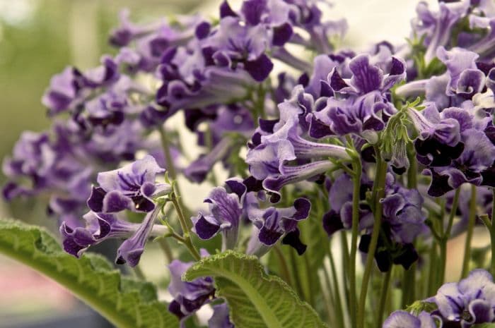 Cape primrose 'Supernova'