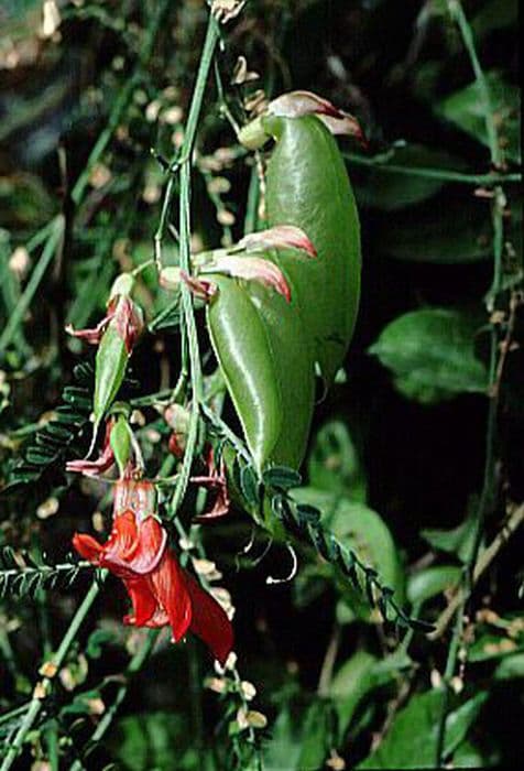 balloon pea