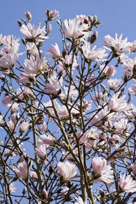 Star magnolia 'Jane Platt'