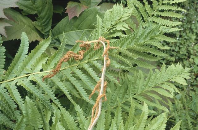 Cinnamon fern