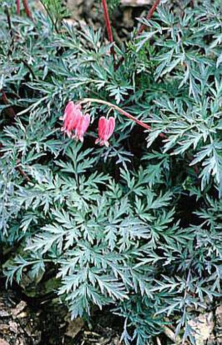 bleeding heart 'Stuart Boothman'