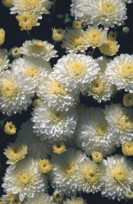 Chrysanthemum [Nicole]