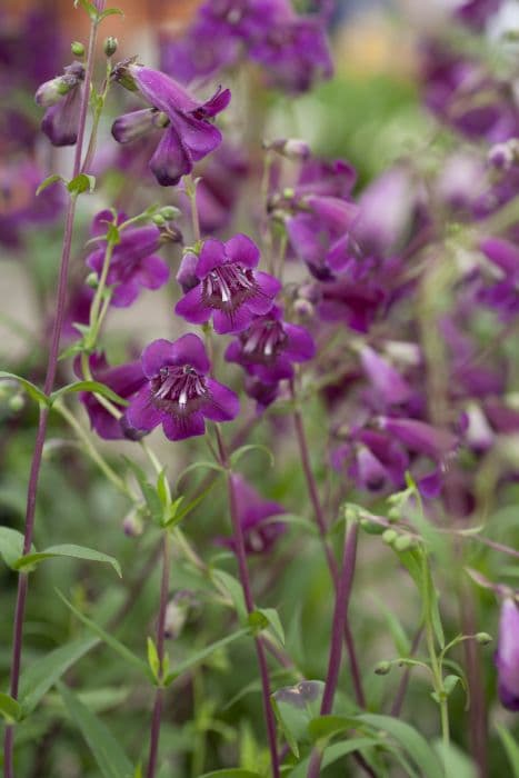 penstemon 'Pensham Plum Jerkum'