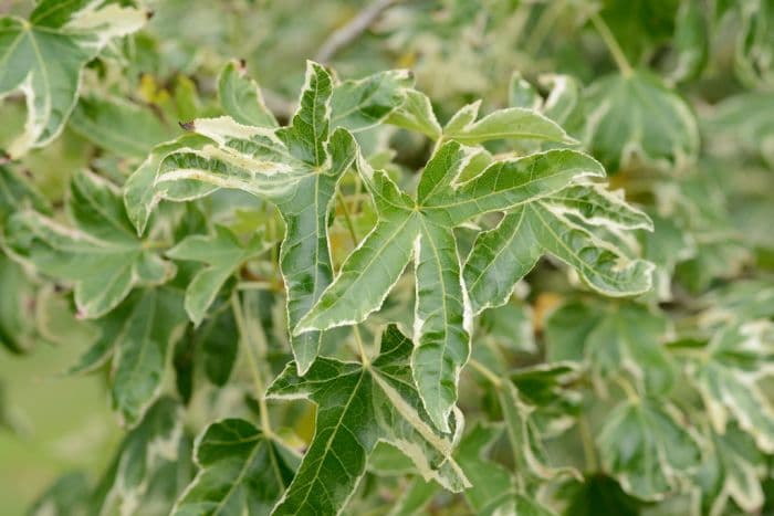 sweet gum 'Silver King'