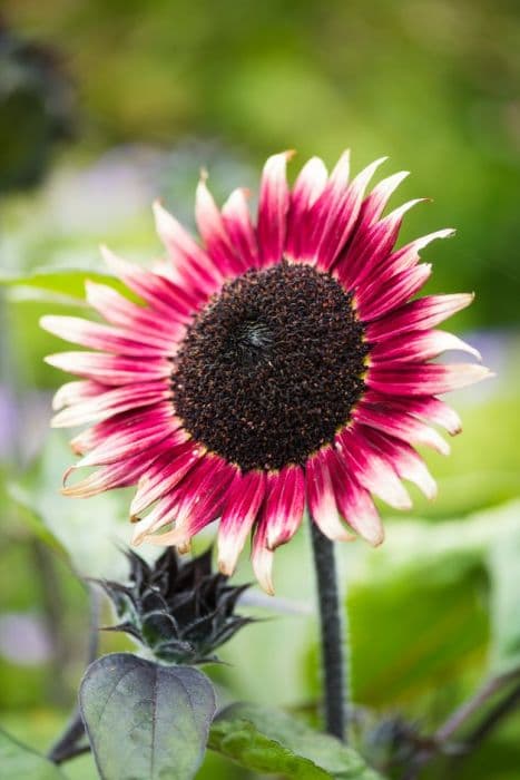 sunflower 'Ms Mars Improved'