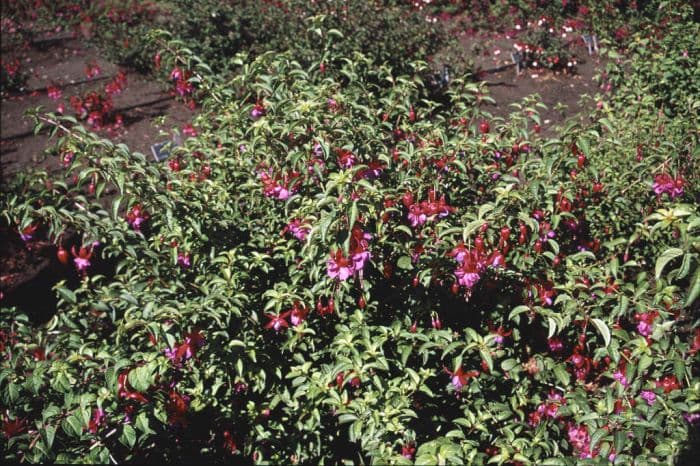 fuchsia 'Army Nurse'